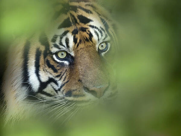 RF - Sumatran tiger (Panthera tigris sondaica) portrait. Captive, occurs in Sumtra