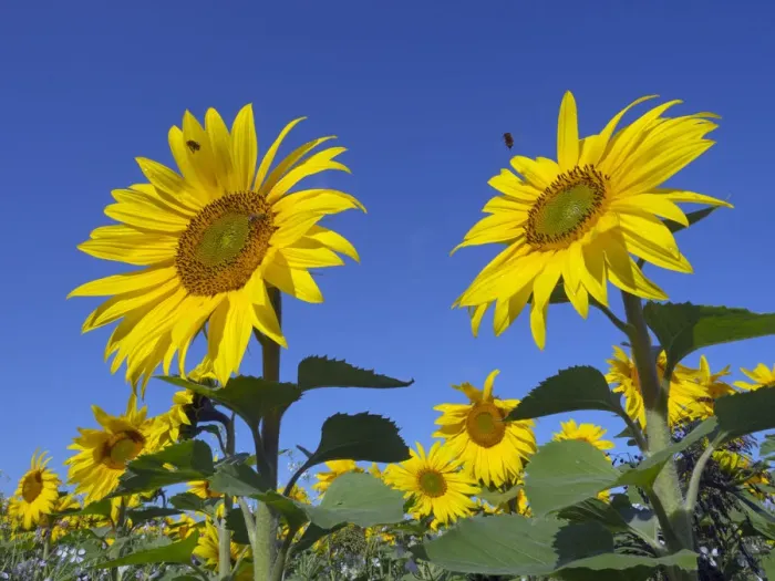 Framed Print : RF - Sunflowers (Helianthus annuus) in bloom on Norfolk, England, UK. August
