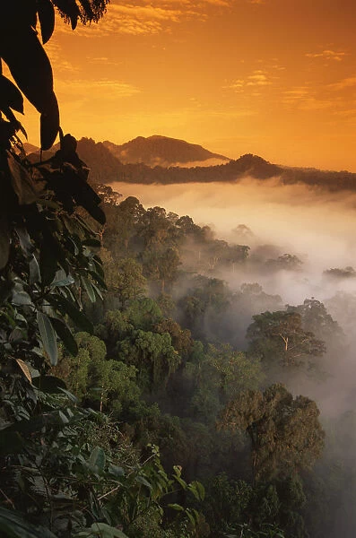 RF- Sunrise and mist over lowland dipterocarp rainforest. Danum valley, Sabah, Borneo