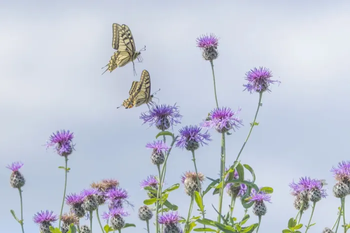 Framed Print : RF - Two Swallowtail butterflies (Papilio machaon) flying to feed on thistle (Cirsium sp. ) bush in flower. The Netherlands. July. (This image may be licensed either as rights managed or royalty free. ) Framed Print : RF - Two Swallowtail butterflies (Papilio machaon) flying to feed on thistle (Cirsium sp. ) bush in flower. The Netherlands. July. (This image may be licensed either as rights managed or royalty free. )