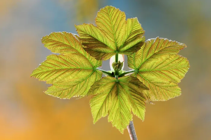 Framed Print : RF - Sycamore (Acer pseudoplatanus) fresh, new growth leaves in spring, Dorset, England, UK. April. Studio shot Framed Print : RF - Sycamore (Acer pseudoplatanus) fresh, new growth leaves in spring, Dorset, England, UK. April. Studio shot