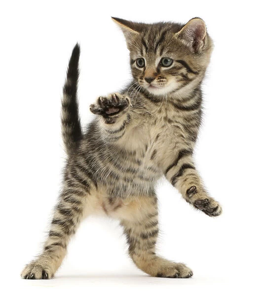 RF - Tabby kitten dancing. (This image may be licensed either as rights managed or