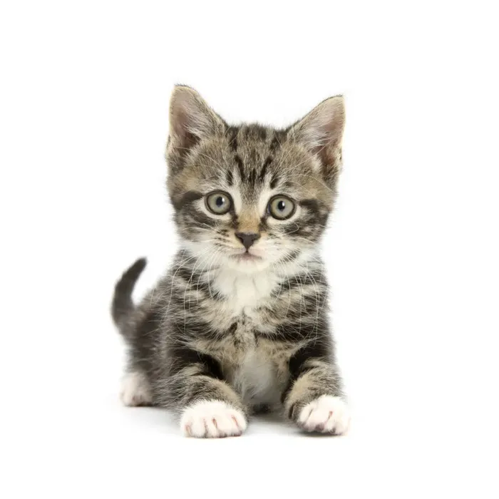 Framed Print : RF- Tabby kitten lying with head up Framed Print : RF- Tabby kitten lying with head up