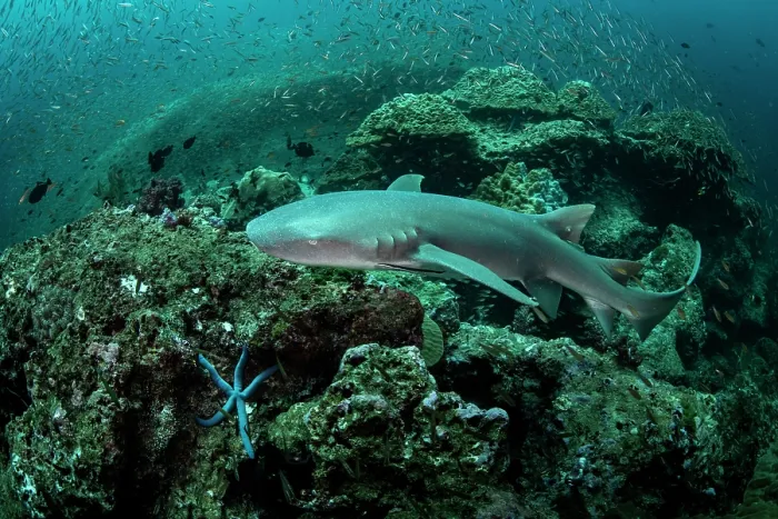 Framed Print : RF - Tawny nurse shark (Nebrius ferrugineus) swimming over rocky boulder among a large school of fish, searching for resting place in the reef, Koh Tachai