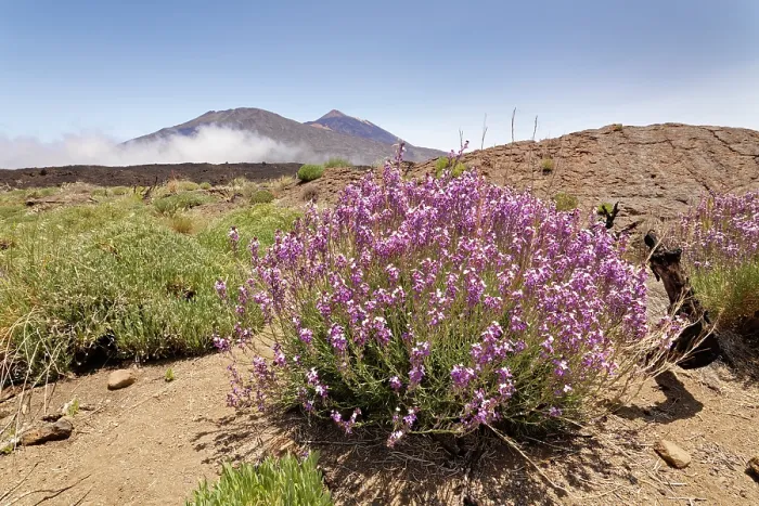 Framed Print : RF - Teide wallflower (Erysimum scoparium) clumps flowering in the Las Canadas caldera below Mount Teide, Teide National Park, Tenerife, Canary Islands. May Framed Print : RF - Teide wallflower (Erysimum scoparium) clumps flowering in the Las Canadas caldera below Mount Teide, Teide National Park, Tenerife, Canary Islands. May