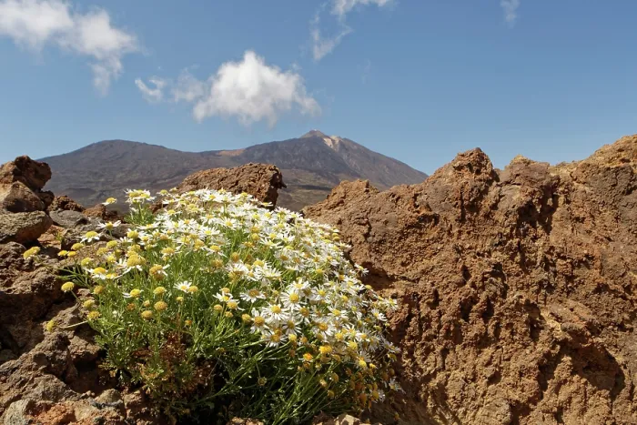 Framed Print : RF - Tenerife daisy (Argyranthemum teneriffae) clump flowering in Las Canadas caldera with Mount Teide in the background, Teide National Park, Tenerife, Canary Islands. May Framed Print : RF - Tenerife daisy (Argyranthemum teneriffae) clump flowering in Las Canadas caldera with Mount Teide in the background, Teide National Park, Tenerife, Canary Islands. May