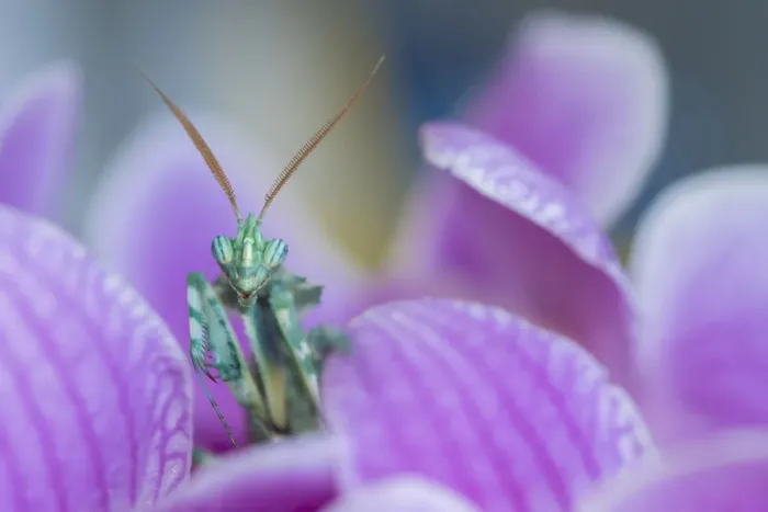 Framed Print : RF - Thistle Mantis (Blepharopsis mendica) among petals, captive, occurs in North Africa