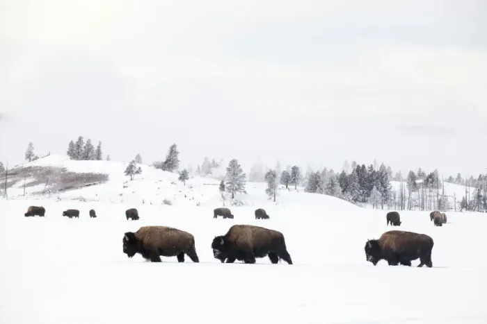 Framed Print : RF -Three Bison (Bison bison) walking through snow with herd feeding in background Framed Print : RF -Three Bison (Bison bison) walking through snow with herd feeding in background