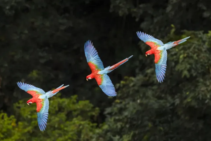 Framed Print : RF -Three colourful Red-and-green macaws (Ara chloropterus) in flight over forest canopy Framed Print : RF -Three colourful Red-and-green macaws (Ara chloropterus) in flight over forest canopy
