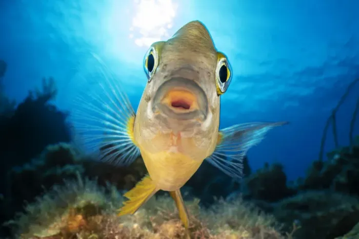 Framed Print : RF - A threespot damselfish (Stegastes planifrons) aggressively defending its algae Framed Print : RF - A threespot damselfish (Stegastes planifrons) aggressively defending its algae