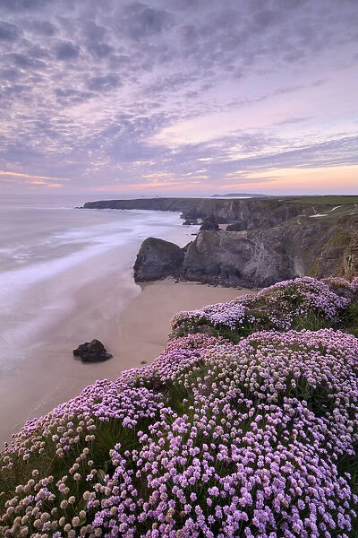 RF - Thrift (Armeria maritima) flowering on cliff top with beach below, at sunset. Bedruthan Steps, North Cornwall, England, UK. May 2019. (This image may be licensed either as rights managed or royalty free. )