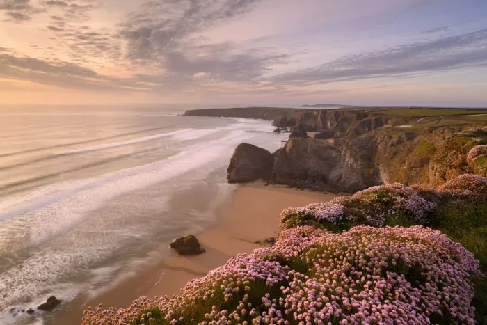 Framed Print : RF - Thrift (Armeria maritima) flowering on cliff top with beach below, in evening light Framed Print : RF - Thrift (Armeria maritima) flowering on cliff top with beach below, in evening light