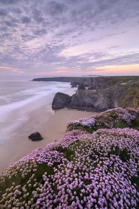 Framed Print : RF - Thrift (Armeria maritima) flowering on cliff top with beach below, at sunset. Bedruthan Steps, North Cornwall, England, UK. May 2019. (This image may be licensed either as rights managed or royalty free. ) Framed Print : RF - Thrift (Armeria maritima) flowering on cliff top with beach below, at sunset. Bedruthan Steps, North Cornwall, England, UK. May 2019. (This image may be licensed either as rights managed or royalty free. )