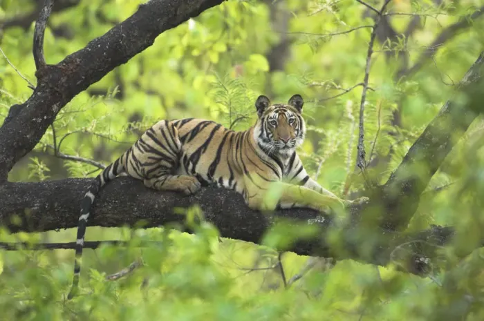 Framed Print : RF- Tiger (Panthera tigris) 14-month Lakshmi cub resting in tree, Bandhavgarh National Park, India