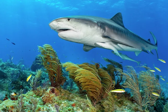Framed Print : RF - Tiger shark (Galeocerdo cuvier) female, swimming over soft corals Framed Print : RF - Tiger shark (Galeocerdo cuvier) female, swimming over soft corals