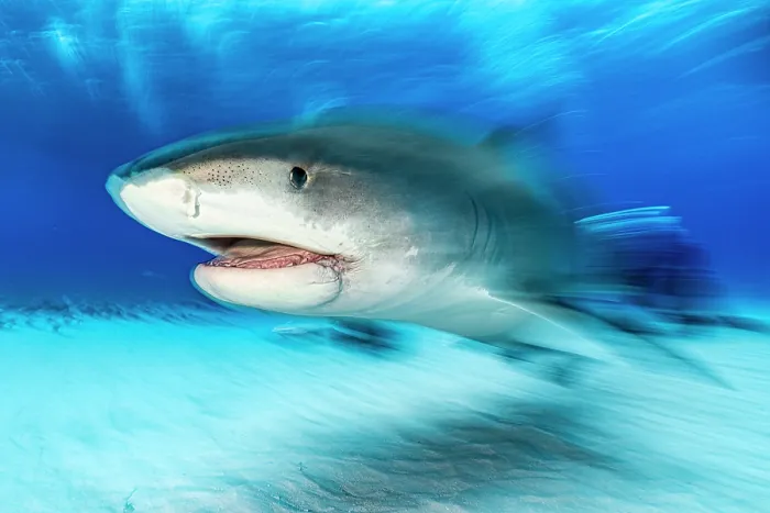 Framed Print : RF - Tiger shark (Galeocerdo cuvier) female, swimming in shallow water, Little Bahama Bank, Grand Bahama Island, Bahamas, Atlantic Ocean. Controlled conditions