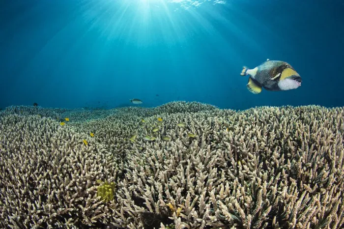 Framed Print : RF - Titan triggerfish (Balistoides viridescens) swimming over hard coral (Acropora sp Framed Print : RF - Titan triggerfish (Balistoides viridescens) swimming over hard coral (Acropora sp