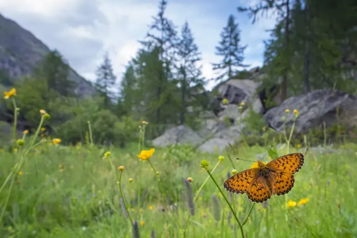 Framed Print : RF - Titanias fritillary butterfly (Boloria titania) in mountain alpine meadow habitat Framed Print : RF - Titanias fritillary butterfly (Boloria titania) in mountain alpine meadow habitat