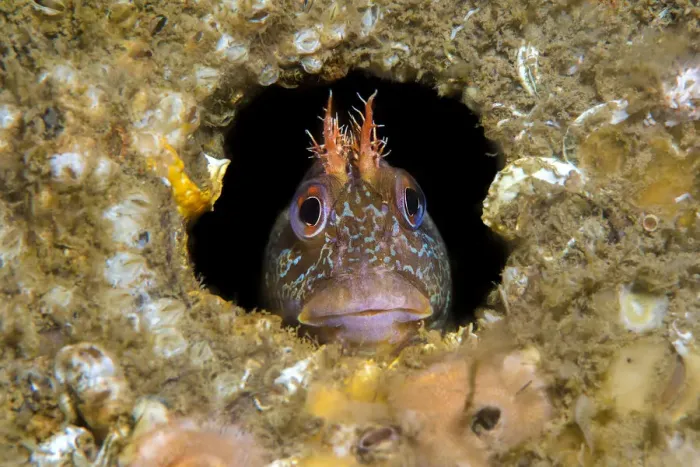 Framed Print : RF - Tompot blenny fish (Parablennius gattorugine) peering out from hole under Swanage Framed Print : RF - Tompot blenny fish (Parablennius gattorugine) peering out from hole under Swanage