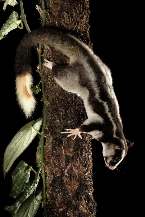 Framed Print : RF - Torresian striped possum (Dactylopsila trivirgata) climbing down tree trunk at night, Wet Tropics World Heritage, Lake Eacham, Queensland, Australia Framed Print : RF - Torresian striped possum (Dactylopsila trivirgata) climbing down tree trunk at night, Wet Tropics World Heritage, Lake Eacham, Queensland, Australia