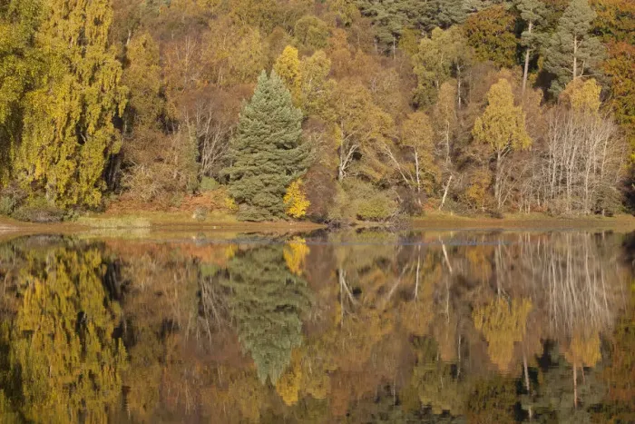 Framed Print : RF- Trees reflecting in Loch Vaa, Cairngorms National Park, Scotland, UK, October 2012 Framed Print : RF- Trees reflecting in Loch Vaa, Cairngorms National Park, Scotland, UK, October 2012