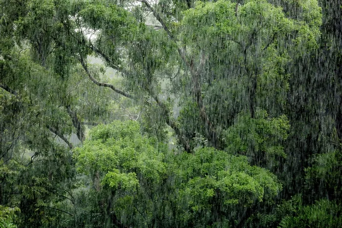 Framed Print : RF - Tropical forest during a rain storm, Masoala National Park, Madagascar. March, 2018. (This image may be licensed either as rights managed or royalty free.) Framed Print : RF - Tropical forest during a rain storm, Masoala National Park, Madagascar. March, 2018. (This image may be licensed either as rights managed or royalty free.)