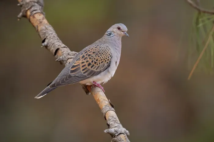 Framed Print : RF - Turtle dove (Streptopelia turtur) perched on a branch, La Rioja, Spain. August. (This image may be licensed either as rights managed or royalty free.) Framed Print : RF - Turtle dove (Streptopelia turtur) perched on a branch, La Rioja, Spain. August. (This image may be licensed either as rights managed or royalty free.)