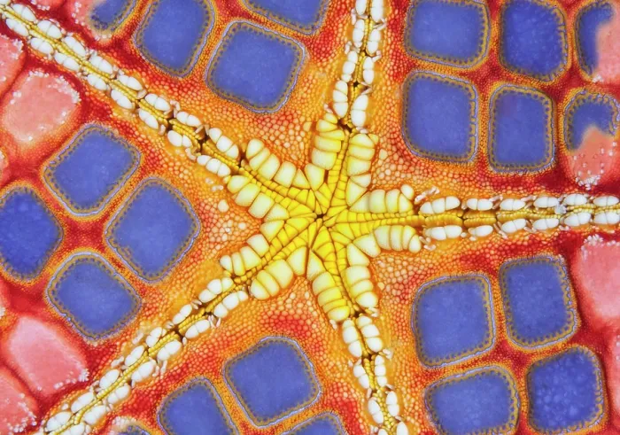 Framed Print : RF - Detail of the underside of a colourful Cushion sea star (Culcita novaeguineae), Ambon, Indonesia, Pacific Ocean Framed Print : RF - Detail of the underside of a colourful Cushion sea star (Culcita novaeguineae), Ambon, Indonesia, Pacific Ocean