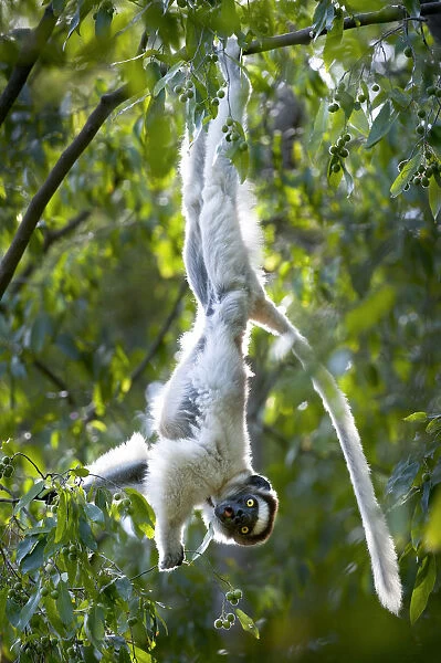 RF- Verreauxs sifaka lemur (Propithecus verreauxi) hanging from branch while