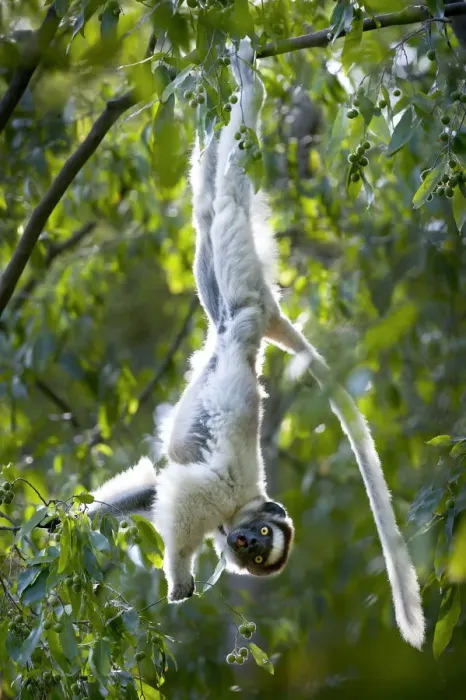 Framed Print : RF- Verreauxs sifaka lemur (Propithecus verreauxi) hanging from branch while Framed Print : RF- Verreauxs sifaka lemur (Propithecus verreauxi) hanging from branch while