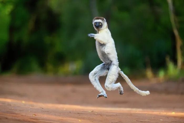 Framed Print : RF - Verreaux's sifaka (Propithecus verreauxi) male, bounding across open ground in early morning sunshine, Berenty Private Reserve, southern Madagascar. Critically endangered Framed Print : RF - Verreaux's sifaka (Propithecus verreauxi) male, bounding across open ground in early morning sunshine, Berenty Private Reserve, southern Madagascar. Critically endangered