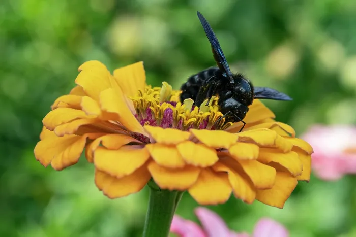 Framed Print : RF - Violet carpenter bee (Xylocopa violacea) feeding on pollen on a garden flower, Lucerne, Switzerland. August Framed Print : RF - Violet carpenter bee (Xylocopa violacea) feeding on pollen on a garden flower, Lucerne, Switzerland. August