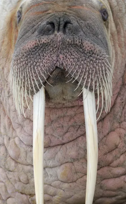 Framed Print : RF- Walrus (Odobenus rosmaris) close up head portrait, Svalbard, Norway Framed Print : RF- Walrus (Odobenus rosmaris) close up head portrait, Svalbard, Norway