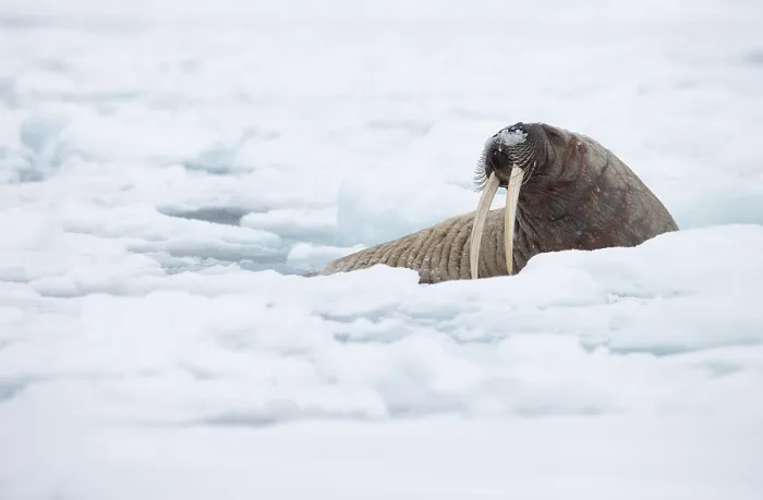 Framed Print : RF - Walrus (Odobenus rosmarus) resting on sea ice, Svalbard, April. (This image may be licensed either as rights managed or royalty free.)