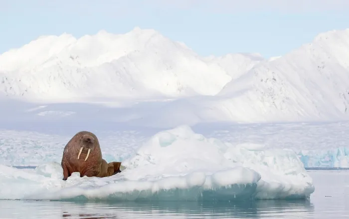 Framed Print : RF - Walrus (Odobenus rosmarus) resting on sea ice, Svalbard, Norway. April. (This image may be licensed either as rights managed or royalty free.) Framed Print : RF - Walrus (Odobenus rosmarus) resting on sea ice, Svalbard, Norway. April. (This image may be licensed either as rights managed or royalty free.)