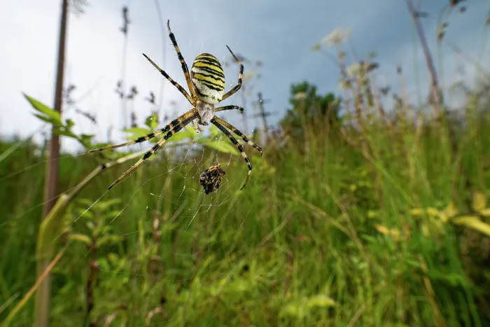 Framed Print : RF - Wasp spider (Argiope bruennichi) female, resting on its web with prey in grassland, Lucerne, Switzerland. August Framed Print : RF - Wasp spider (Argiope bruennichi) female, resting on its web with prey in grassland, Lucerne, Switzerland. August