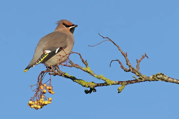 Framed Print : RF - Waxwing (Bombycilla garrulus) perched on lichen-covered branch with yellow berries, Norfolk, England, UK. November Framed Print : RF - Waxwing (Bombycilla garrulus) perched on lichen-covered branch with yellow berries, Norfolk, England, UK. November