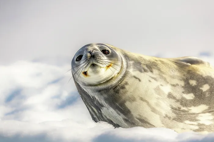 Framed Print : RF - Weddell seal (Leptonychotes weddellii) resting on an iceberg, Antarctica. (This image may be licensed either as rights managed or royalty free.) Framed Print : RF - Weddell seal (Leptonychotes weddellii) resting on an iceberg, Antarctica. (This image may be licensed either as rights managed or royalty free.)