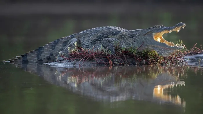 Framed Print : RF - West African crocodile (Crocodylus suchus) resting at water's edge, Allahein river, The Gambia. (This image may be licensed either as rights managed or royalty free.)