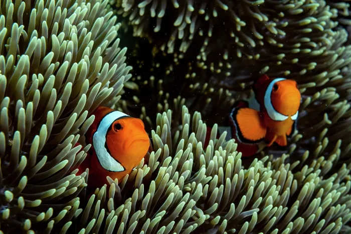 Framed Print : RF - Two Western clown anemonefish (Amphiprion ocellaris) among tentacles of Magnificent sea anemone (Heteractis magnifica) host, Bunaken National Park, North Sulawesi, Indonesia Framed Print : RF - Two Western clown anemonefish (Amphiprion ocellaris) among tentacles of Magnificent sea anemone (Heteractis magnifica) host, Bunaken National Park, North Sulawesi, Indonesia