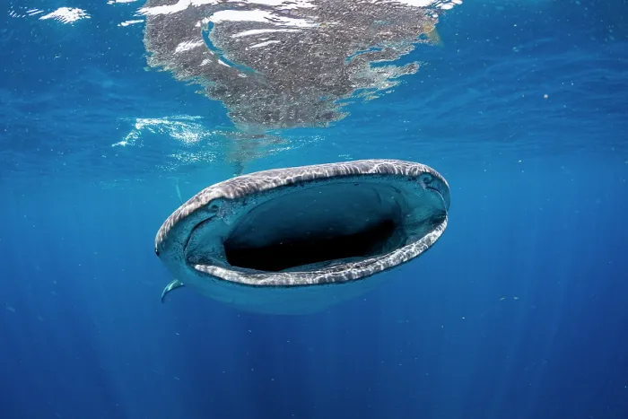 Framed Print : RF - Whale shark (Rhincodon typus) feeding on fish eggs at the water surface, Isla Mujeres, Quintana Roo, Yucatan Peninsula, Mexico, Caribbean Sea. Endangered Framed Print : RF - Whale shark (Rhincodon typus) feeding on fish eggs at the water surface, Isla Mujeres, Quintana Roo, Yucatan Peninsula, Mexico, Caribbean Sea. Endangered