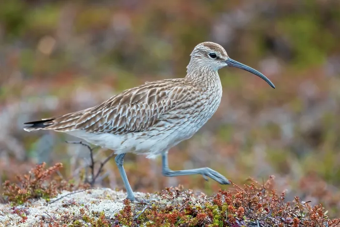 Framed Print : RF - Whimbrel (Numenius phaeopus) portrait, Varanger Peninsula, Finnmark, Norway. June. (This image may be licensed either as rights managed or royalty free.) Framed Print : RF - Whimbrel (Numenius phaeopus) portrait, Varanger Peninsula, Finnmark, Norway. June. (This image may be licensed either as rights managed or royalty free.)