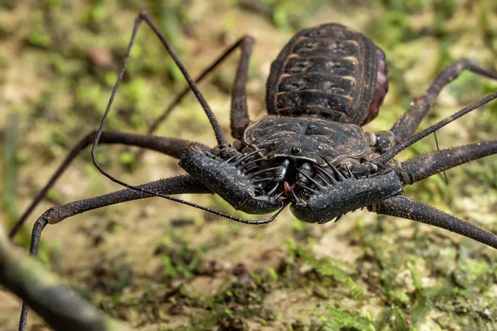 Framed Print : RF - Whipspider (Paraphrynus laevifrons) gravid female grooming, Osa Peninsula, Costa Rica. Focus stacked image Framed Print : RF - Whipspider (Paraphrynus laevifrons) gravid female grooming, Osa Peninsula, Costa Rica. Focus stacked image