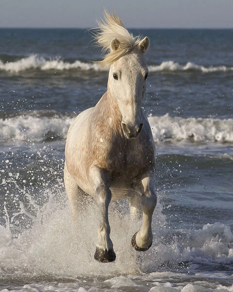 RF- White horse of the Camargue, running from sea. Camargue, Southern France