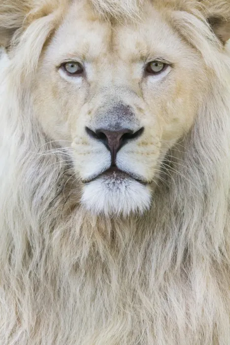 Framed Print : RF - White lion (Panthera leo) male, portrait of head. Captive, Netherlands Framed Print : RF - White lion (Panthera leo) male, portrait of head. Captive, Netherlands
