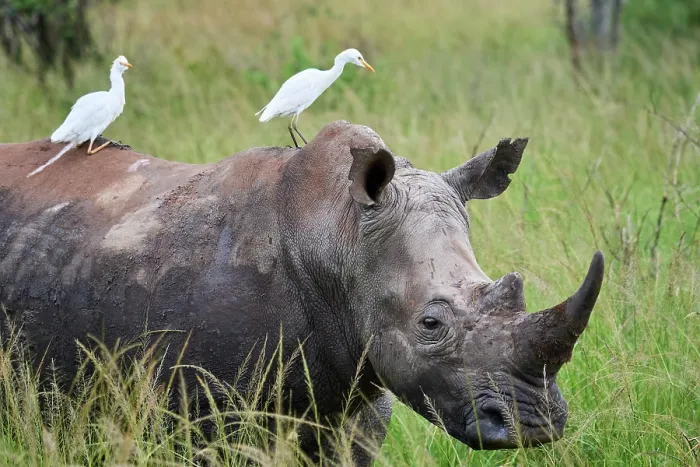 Framed Print : RF - White rhinoceros (Ceratotherium simum) male, standing in grassland with two Cattle egrets (Bubulcus ibis) perched on its back, Akagera National Park, Rwanda Framed Print : RF - White rhinoceros (Ceratotherium simum) male, standing in grassland with two Cattle egrets (Bubulcus ibis) perched on its back, Akagera National Park, Rwanda