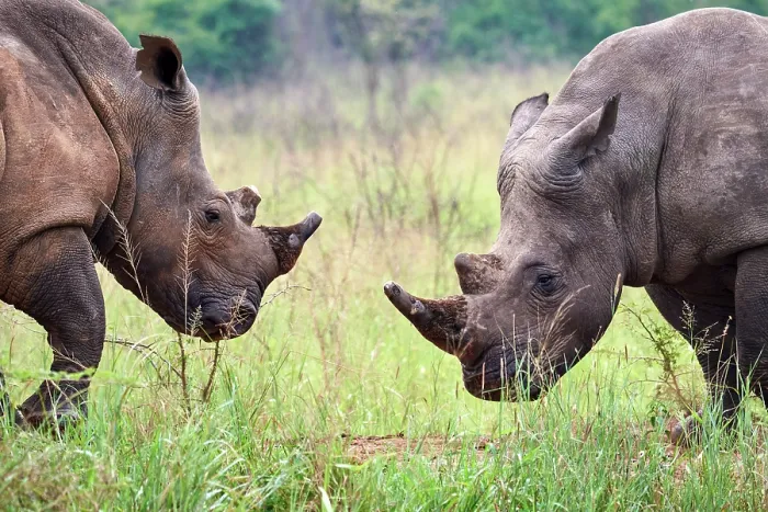 Framed Print : RF - Two White rhinoceros (Ceratotherium simum) males, face to face, portrait, Akagera National Park, Rwanda Framed Print : RF - Two White rhinoceros (Ceratotherium simum) males, face to face, portrait, Akagera National Park, Rwanda