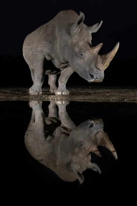 Framed Print : RF - White rhinoceros (Ceratotherium simum) standing at water's edge at night, Zimanga private game reserve, KwaZulu-Natal, South Africa Framed Print : RF - White rhinoceros (Ceratotherium simum) standing at water's edge at night, Zimanga private game reserve, KwaZulu-Natal, South Africa
