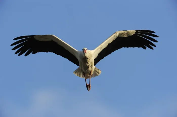 Framed Print : RF- White stork (Ciconia ciconia) in flight, La Serena, Extremadura, Spain. March