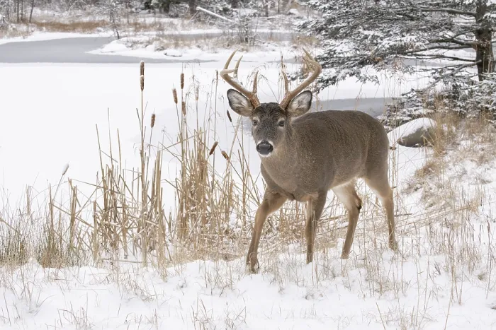 Framed Print : RF - White-tailed deer (Odocoileus virginianus) buck walking in snow, Acadia National Park, Maine, USA. December Framed Print : RF - White-tailed deer (Odocoileus virginianus) buck walking in snow, Acadia National Park, Maine, USA. December